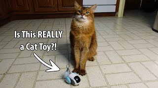 Cute Cat Confused by Remote Control Cat Toy Car  #cattoy #cats