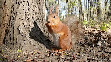 Красивая рыжая белка / Beautiful red squirrel
