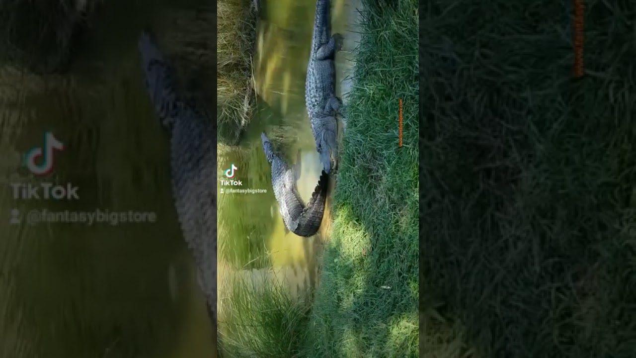 How about giving a gift to your pet? Visit  www.fantasybigstore.com 🐊