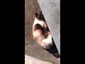 Monkey rolls around on the steps