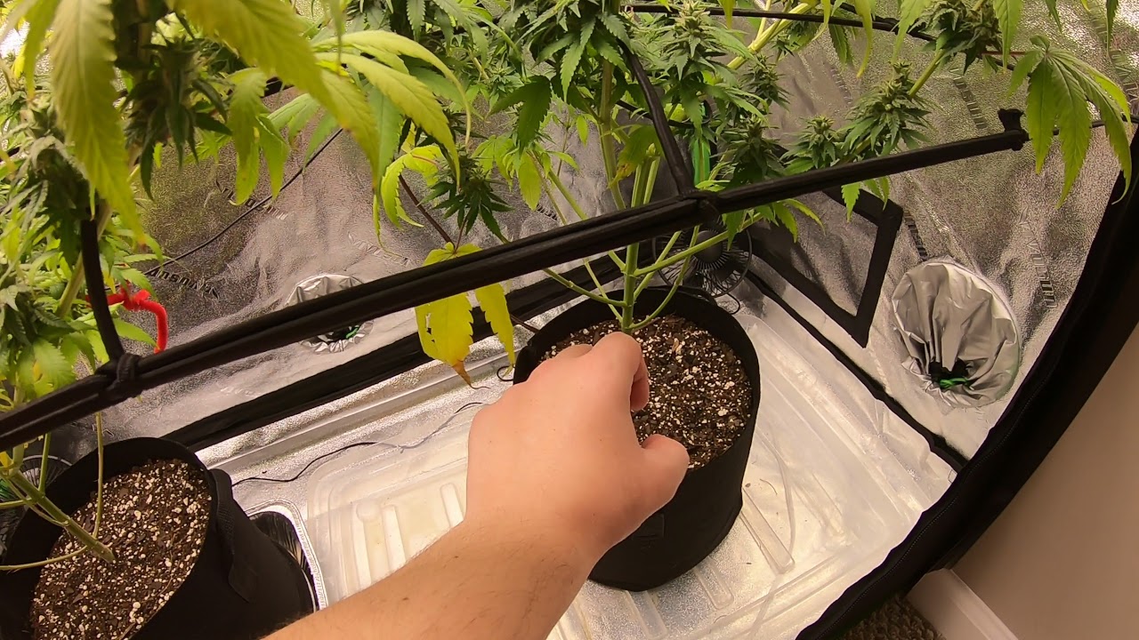 New grower. Please help !!!