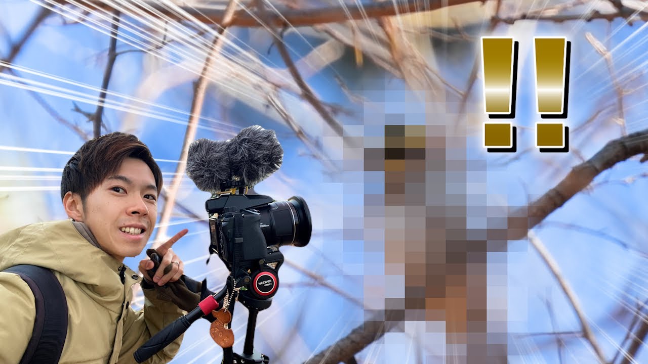 探鳥は結局林道が最強なことが確定しました《COOLPIX P950》