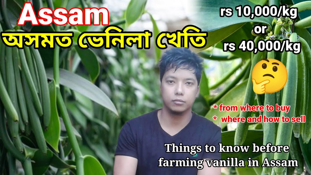 অসমত ভেনিলা খেতি / Assam / tinsukia/Vanilla farming / make money by farming vanilla in Assam