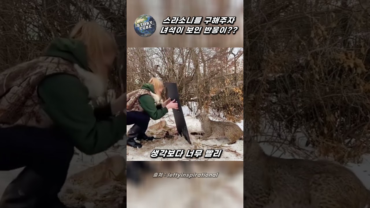 덫에 걸려 고통 받던 스라소니를 구해주자 녀석이 보인 반응