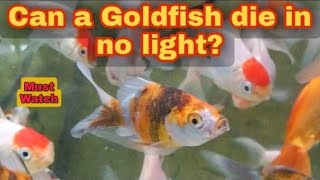 How to keep goldfish alive for 20 years? Tips to keep Goldfish healthy #goldfish