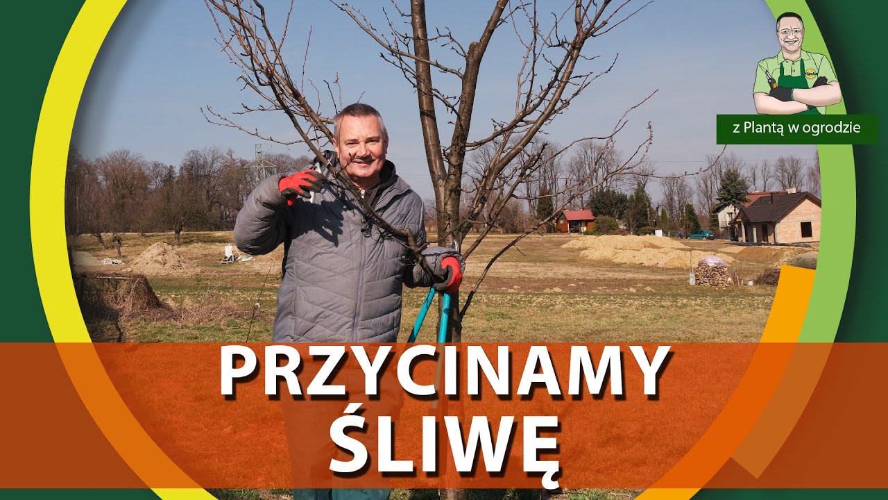 Jak przyciąć laurowiśnię?