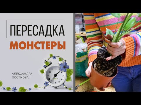 Видео: Стоит ли пересаживать мою монстеру?