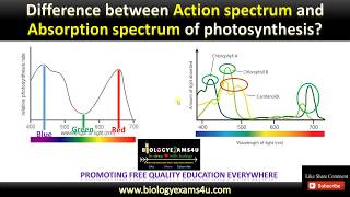 Difference between Action Spectrum and Absorption Spectrum of Photosynthesis || BiologyExams4u