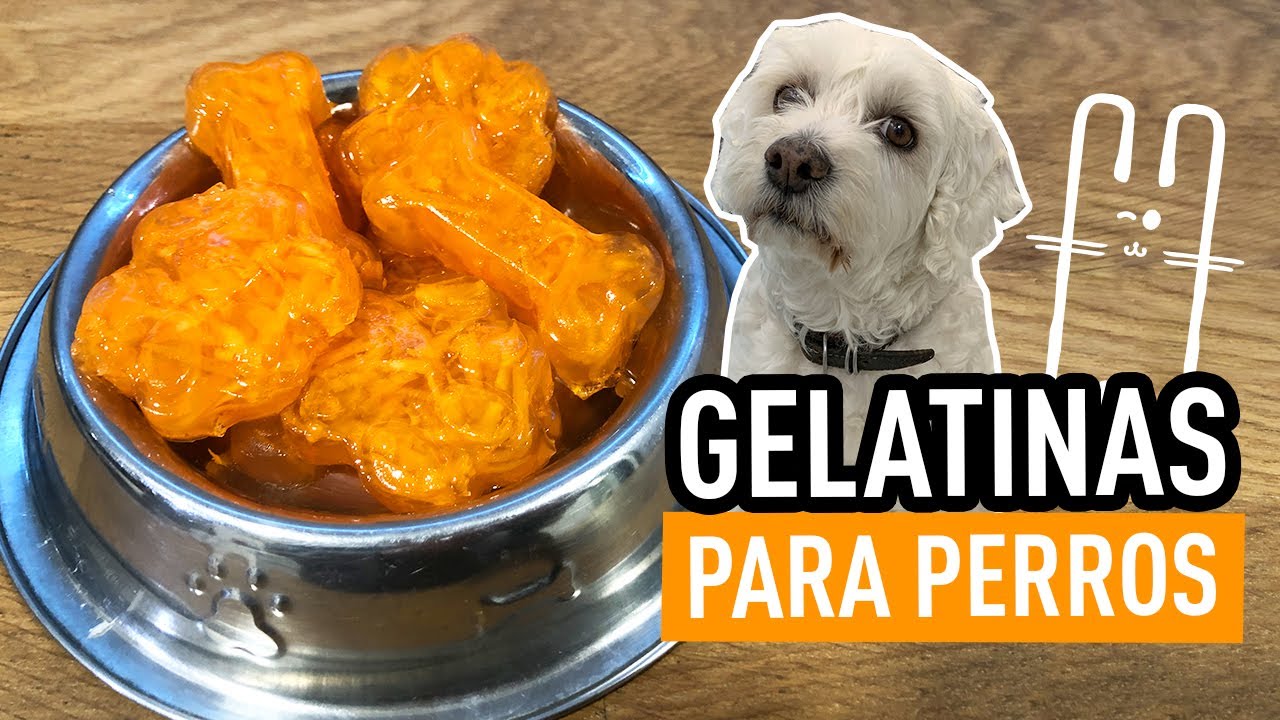 GELATINA PARA TUS PERRITOS PREMIOS PARA PERROS CASEROS GELATINA