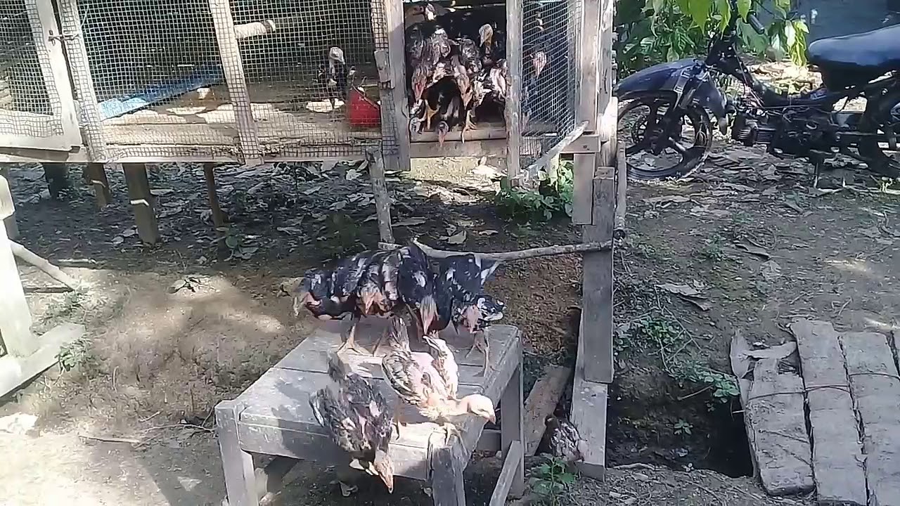 Pemula ternak 
