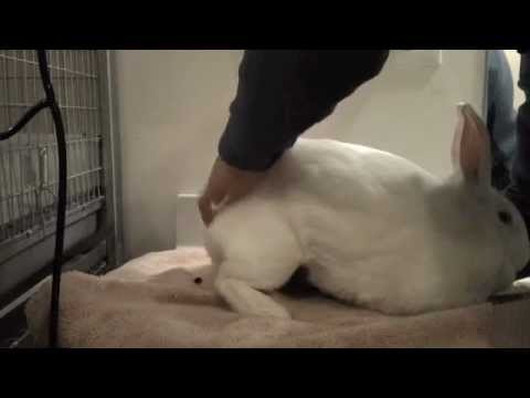 NZW Meat Rabbit Litter AI - Day 82 (2/22/2012): Palpation - YouTube