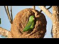 CENAS LINDAS QUE TALVEZ NUNCA VIU NA VIDA, LINDAS AVES E CANTOS DA CAATINGA