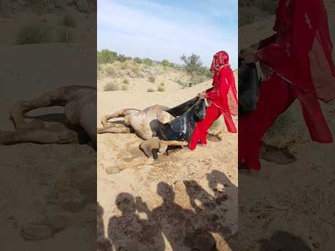 مشهد مدهش في سارة تر فتاة تحاول إخراج ق ربة ماء عالقة في أقدام الناقة 