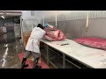 Giant bluefin tuna cutting 800 pounds