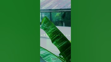 Rain with Music 🎶Tamil status #Mannil intha #music #love #whatsapp #trending #tamil #flute #alone