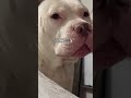 Dogs love being the center of attention#dog #funnydog #dogs #funnyvideos #fyp