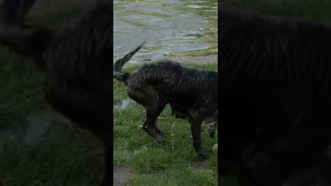 3 Fascinating Facts About Dogs You didn't know