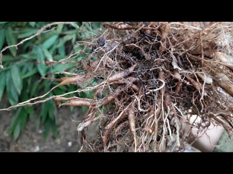 Video cây thuốc tốt cho thận bạn nên biết. cỏ lá tre (đạm... - youtube