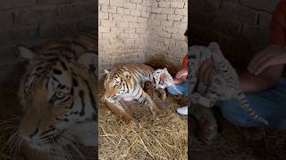 Series 82: Tigress trying to attack on camera man 😱🐯￼