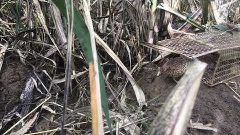 Bẫy chim cút bằng lồng bẫy chuột kết quả hơn cả mong đợi