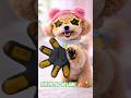 "Peanut RUINED Boba’s brand new shoes! 😱 #BobaGiggles" #ChibiAnimation, #DogHumor #AnimatedShorts.