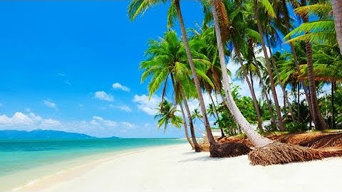 Beach & Coconut Trees