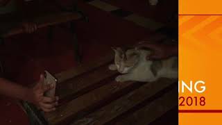 Face ID on a CAT  ,Will it work? | Face ID test | IPhone X test (2018) screenshot 5