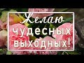 🌼Чудесных выходных!🌼 Красивая анимационная открытка 4К