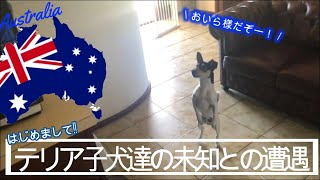 【可愛い子犬達の未知との遭遇シリーズ】オーストラリア生まれのテリア達がじぃちゃんとの同居スタートで一緒に暮らすことになったかわい子ちゃんと初めまして