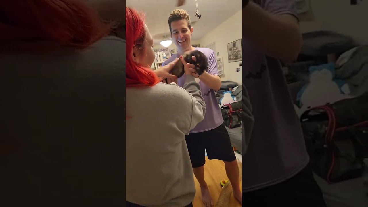 14 ferrets in my house today