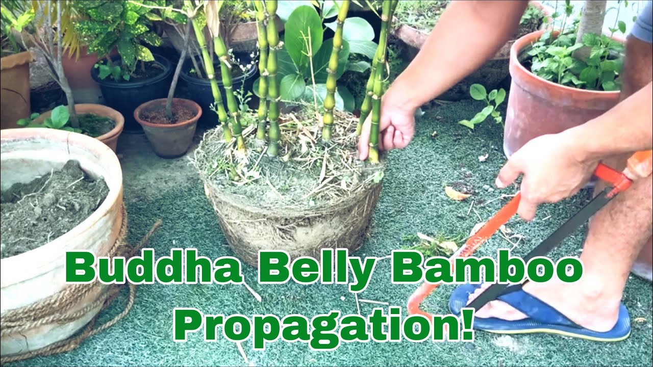 How to repot/propagate a bamboo (buddha belly) YouTube