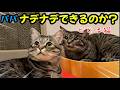 【悲劇】可愛すぎる保護猫をついにナデナデできるのか?ピノ見守る元野良猫マリー