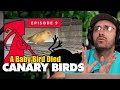Canary birds for sale  hey arnel vlog review