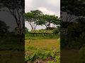 বিশ্বনবী বলতেন#unfrezzmyaccount#shortvideo#nature