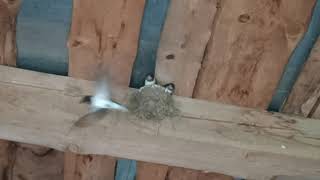 Ласточки учат птенцов летать / Swallows teach chicks to fly