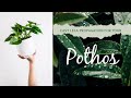 Easy propagation of Pothos cuttings in LECA | Multiply Golden Pothos from cuttings