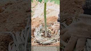 Natural Mulching Technique To Keep Soil Moist And Loose