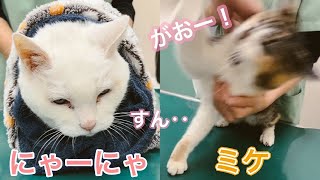 節分の日、ミケとにゃーにゃで鬼退治に福も来た【元病院猫のミケちゃんと虚無猫にゃーにゃ】