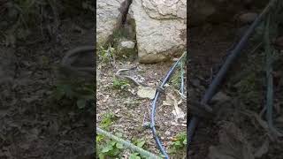 Hakkaride Yılanların Çiftleşme Dansı Böyle Görüntülendi