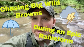 Wild Brown Trout on the Fly During a Downpour