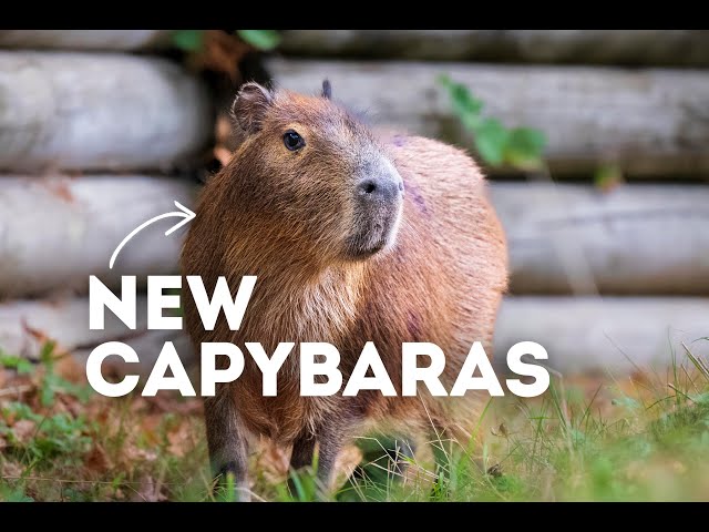 Meet our NEW Capybaras!  World of Animals 