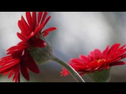 東京キッド　カバー pain