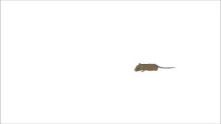 Download lagu Cat Occupier Video 1 One Hour Version of Cat Games Mouse Hunt Cat Occupier Video 1 One Hour Version of Cat Games Mouse Hunt
