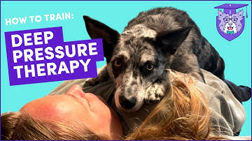 Train DEEP PRESSURE THERAPY (DPT): Service Dog Task for Anxiety, ADHD, ASD, PTSD & more