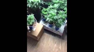 The Happy Plant