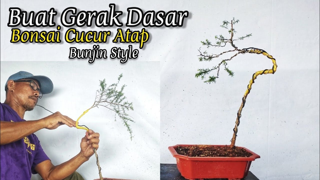 Visualisasi cara membentuk bonsai gaya literati untuk cara membentuk bonsai gaya literati: langkah demi langkah
