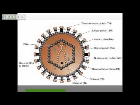 Wideo: Niedoceniany Wpływ Intragenicznej Metylacji DNA HIV-1 Na Transkrypcję Wirusową U Zakażonych Osób