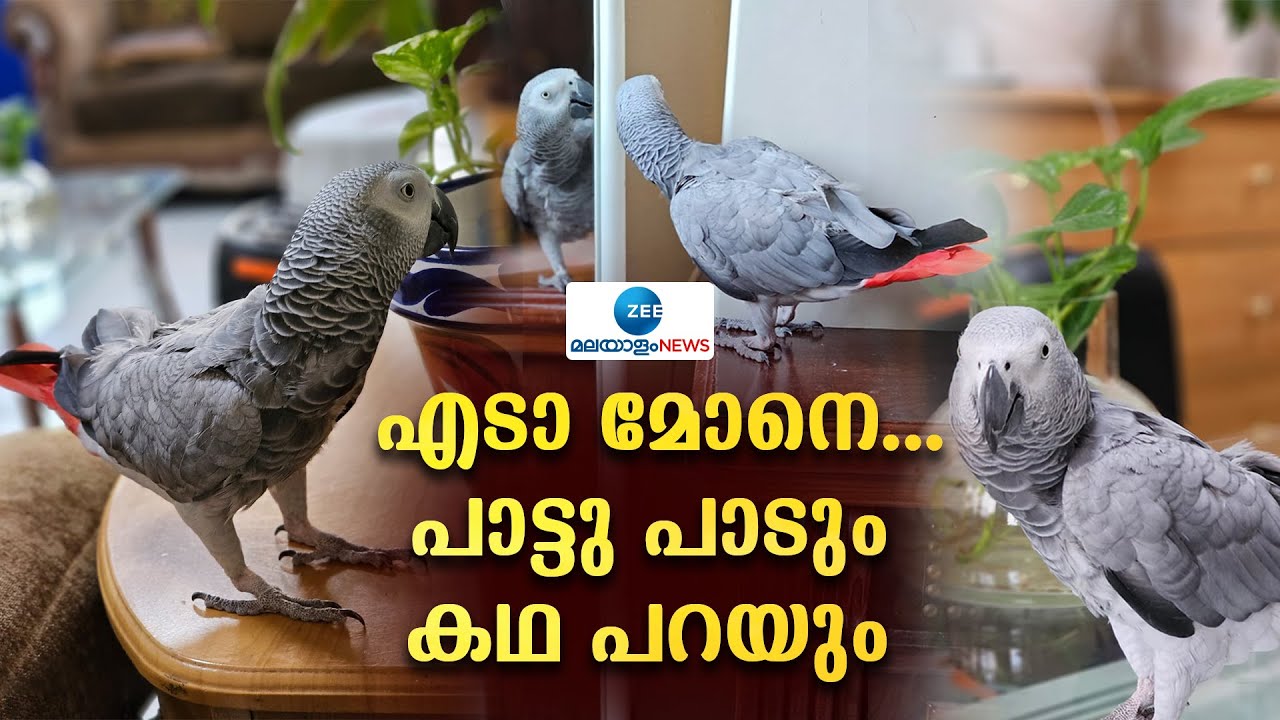 Talking Parrot | അതിഥിയായെത്തിയ കുട്ടൂസ് എന്ന തത്ത പറയുന്നത് കേട്ടോ
