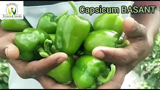 Mini Capsicum BASANT, Kolhapur, Maharashtra, August 2023