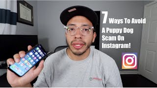 7 Ways to Avoid a Puppy Dog SCAM on Instagram